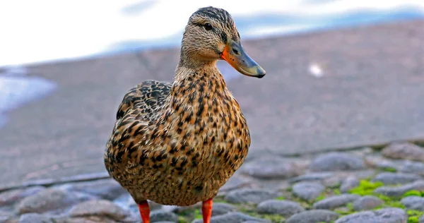 Vue Rapprochée Canard — Photo