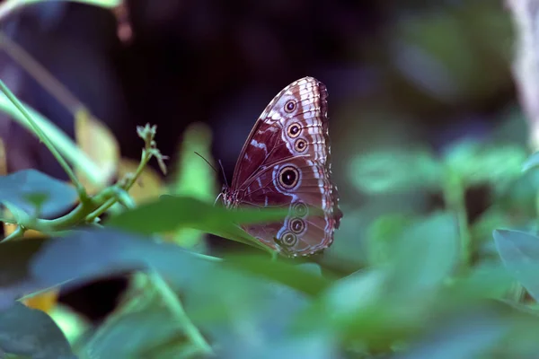 Papillons Géants Vue Près — Photo