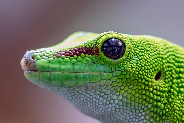 Προσωπογραφία Του Gecko Της Ημέρας Της Μαδαγασκάρης Phelsuma Madagascariensis Madagascariensis — Φωτογραφία Αρχείου
