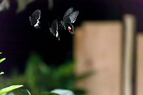 Κομψό Πεταλούδες Που Φέρουν Στο Μαύρο Φόντο — Φωτογραφία Αρχείου