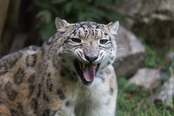 Leopardus Pardalis Ocelot Περπατώντας Στις Σκιές — Φωτογραφία Αρχείου