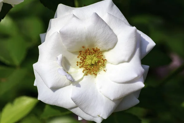 White Rose Green Background — Stock Photo, Image