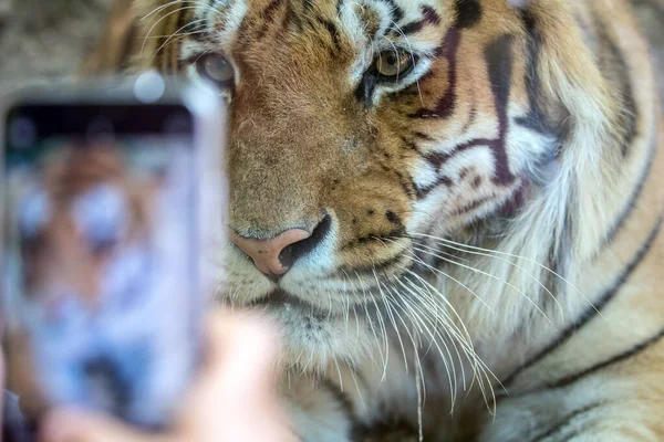 Tigre Sibérien Panthera Tigris Tigris Aussi Appelé Tigre Amour Rugit — Photo