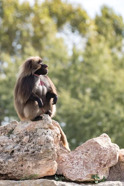 Male Gelada Dry Season Rock Looking Bleeding Heart Monkey — Stock Photo, Image