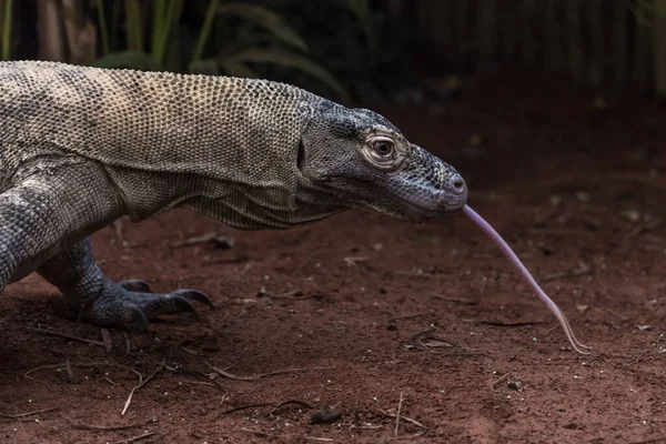 Komodo ejderhası (Varanus komodoensis), Komodo gözlemcisi.