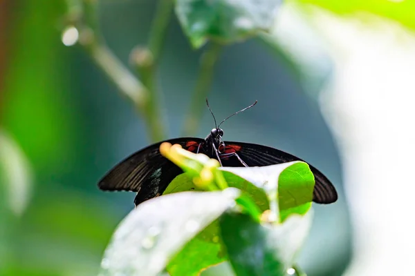 Macro Vue Papillon Géant — Photo