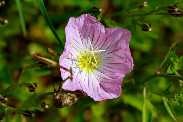 Showy Pink Evening Primrose — Stock Photo, Image