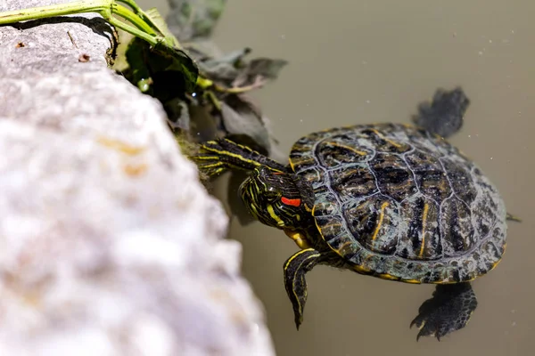 Control Deslizante Orejas Rojas Trachemys Scripta Elegans — Foto de Stock