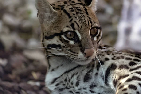 Portrét Ocelota Těhotné Ocelotky — Stock fotografie