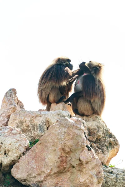 Male Gelada Dry Season Bleeding Heart Monkeys — Stock Photo, Image