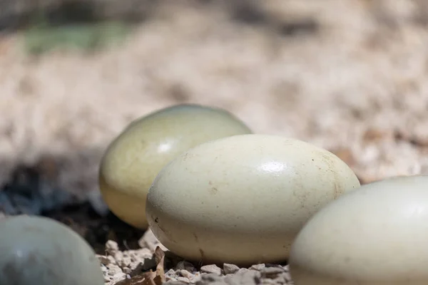 Huevos Grandes Ñandú Naturaleza — Foto de Stock