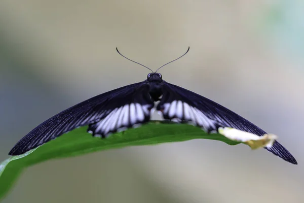 Papilio Memnon Great Mormon Butterfly Native Southern Asia Belongs Swallowtail — Stock Photo, Image