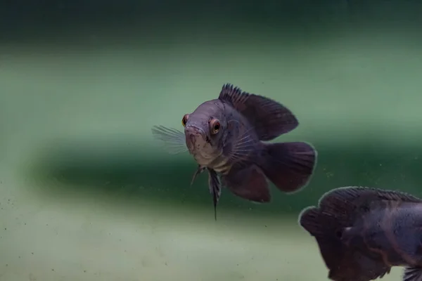 Ошрам Astronotus Ocellatus Риба Плаває Прісній Воді — стокове фото
