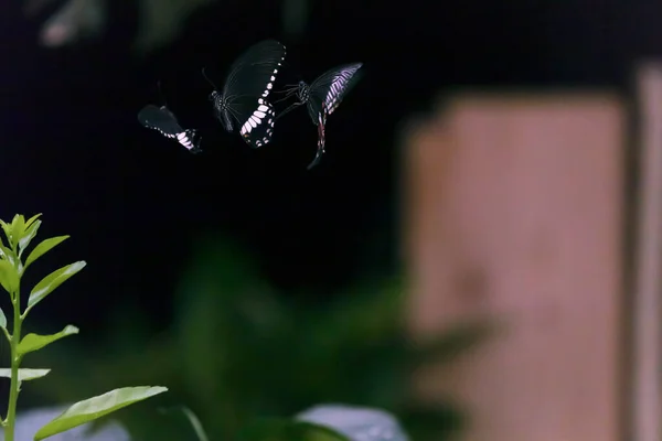 Eleganti Farfalle Che Volano Sullo Sfondo Nero — Foto Stock