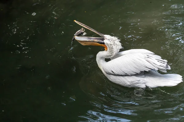 Dalmaçyalı pelikan (Pelecanus crispus)