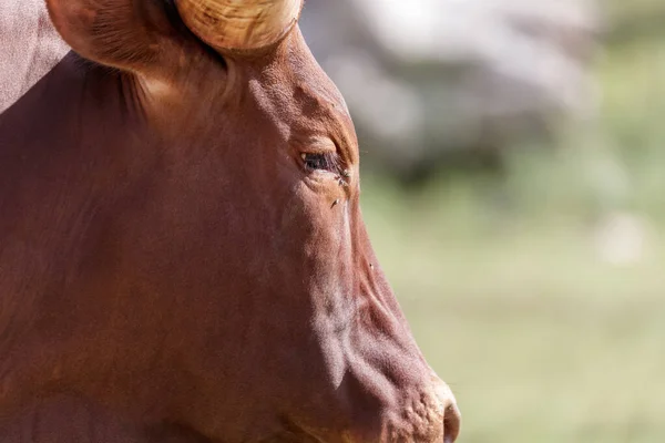 Bos Taurus Africanus Ankole Watusi Bull Long Horns — Stock Photo, Image