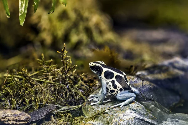Δηλητηριώδες Βέλος Βάτραχος Τροπικό Περιβάλλον Dendrobatidae Βυθίζοντας Βέλος Βάτραχος Dendrobates — Φωτογραφία Αρχείου
