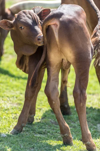 Bos Primigenius Taurus Watussi View — Stock Photo, Image