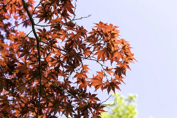 Folhas Árvore Outono Vermelho Fundo Azul — Fotografia de Stock