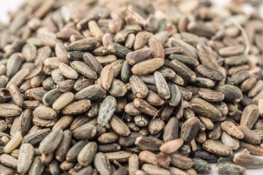 Enginar devedikeni tohumları, cardoon tohumu kolası