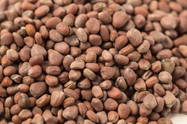 Beyaz turp tohumları yakın.