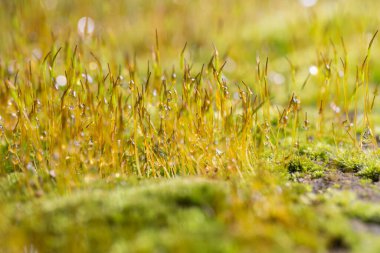 Su damlalı Yeşil Kaya Yosunu