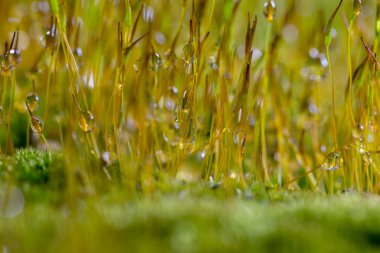 Su damlalı Yeşil Kaya Yosunu