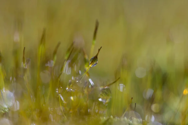 Grön Rock Moss Med Vatten Droppe — Stockfoto