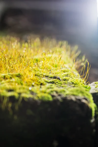 Green Rock Moss Con Gota Agua —  Fotos de Stock