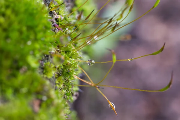 Green Rock Moss Water Drop — Stock Photo, Image