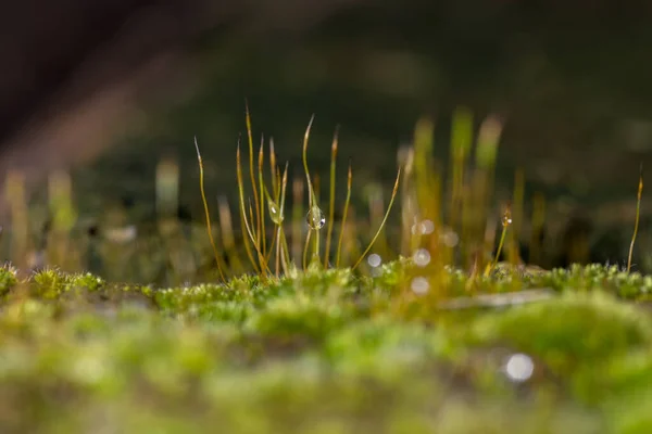 Grön Rock Moss Med Vatten Droppe — Stockfoto