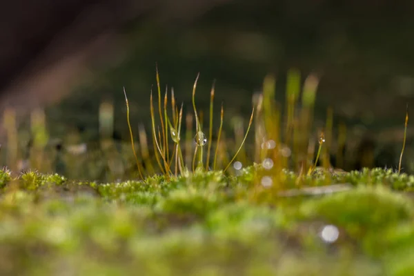 Grön Rock Moss Med Vatten Droppe — Stockfoto