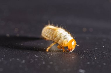 Melolontha melolontha, siyah arka planda bir bitki kökü etrafında beyaz larva horozu.