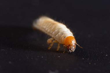 Melolontha melolontha, siyah arka planda bir bitki kökü etrafında beyaz larva horozu.