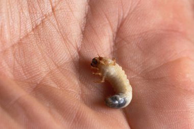 Melolontha melolontha (beyaz larva horozu)