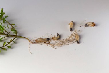 Melolontha melolontha (beyaz larva horozu) bir bitki kökü etrafında