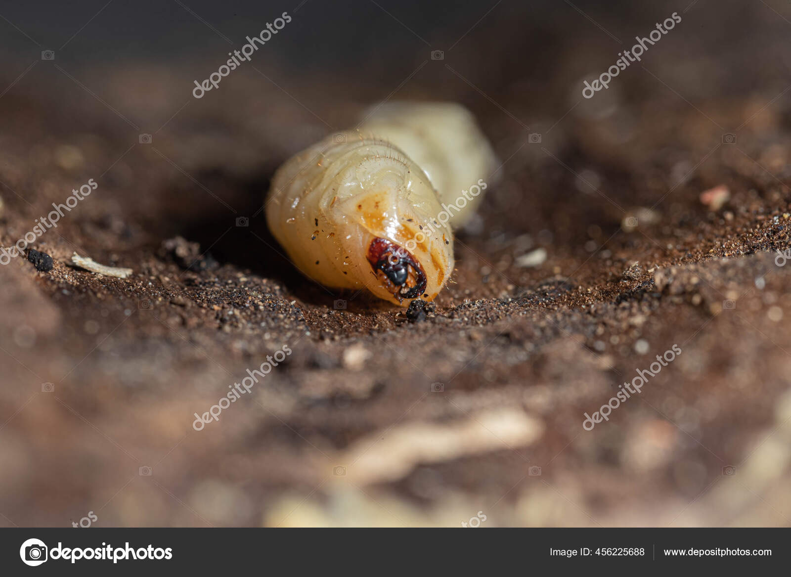 Roundheaded Wood Borers Longhorn Beetles Grub Trunk Stock Photo by