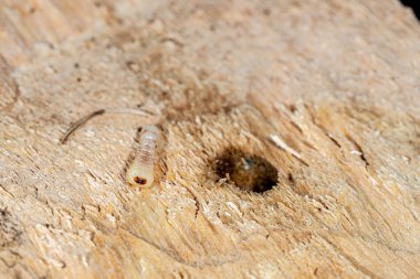 round headed wood borers, The longhorn beetles grub on the trunk of a walnut tree clipart