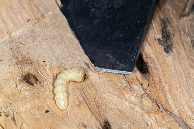 Yuvarlak başlı ahşap borsacılar, uzun boynuzlu böcekler bagajda yemek yiyor.