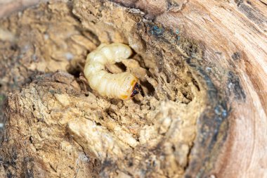 Yuvarlak başlı ahşap borsacılar, ceviz ağacının gövdesindeki uzun boynuzlu böcekler larvası.