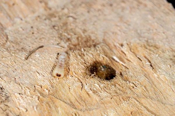 Headed Wood Borers Longhorn Beetles Grub Trunk Walnut Tree — Stock Photo, Image