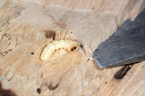 roundheaded wood borers, The longhorn beetles grub on the trunk