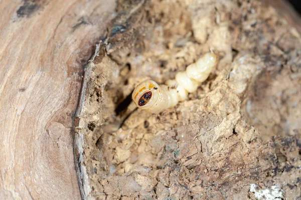 round headed wood borers, The longhorn beetles grub on the trunk of a walnut tree