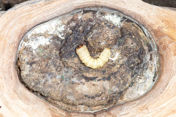 round headed wood borers, The longhorn beetles grub on the trunk of a walnut tree