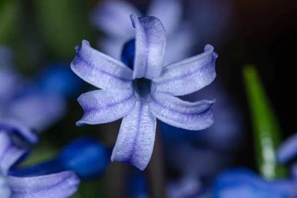 Hyacinthus Orientalis Cultivo Plantas Perennes Que Florecen Primavera —  Fotos de Stock