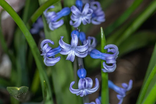 Hyacinthus Orientalis Cultivation Spring Blooming Perennials — Stock Photo, Image
