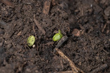 Topraktan çıkan filizler, yakın görüş.