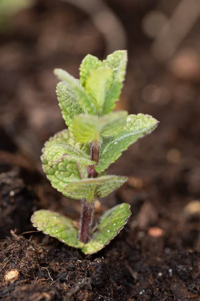 nettle plant in plastic bowl