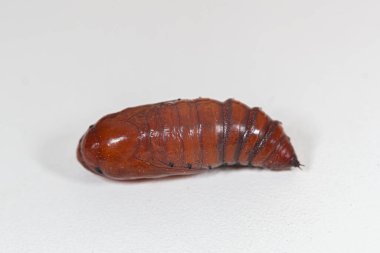 Beyaz arkaplandaki larvayı kapat