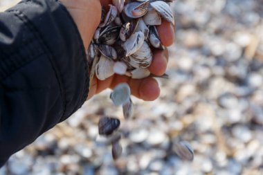Deniz kabukları el ele kapanır 